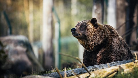 A brown bear in the forest.