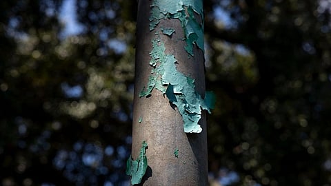 Close-up of a metal pole with peeling green paint against a blurred background of leafy trees.