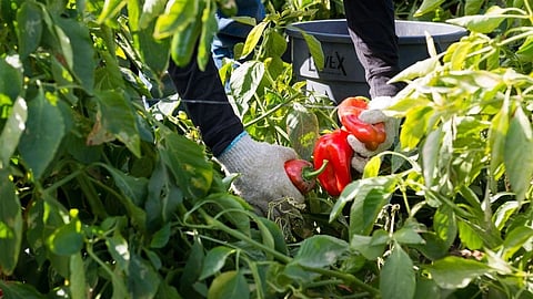 A farmworker picks red bell peppers in a field wearing work gloves.