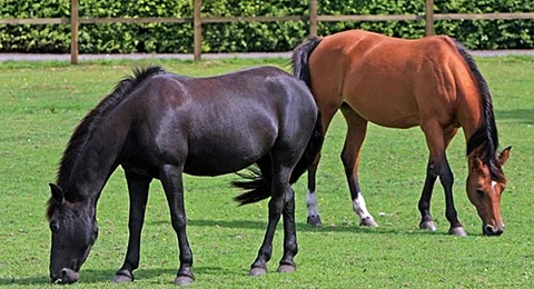 India’s 1st Equine Disease-Free Compartment In Meerut