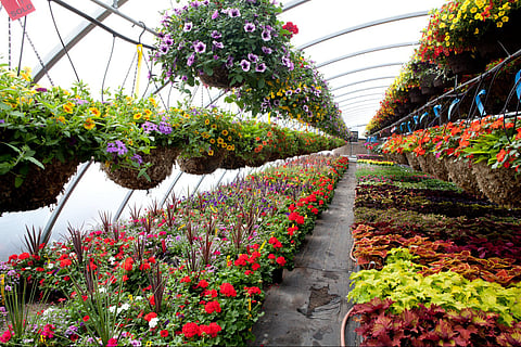 Best Plant Nurseries in Meerut