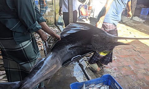 কুয়াকাটায় পাখি মাছ দেখতে উৎসুক জনতার ভিড়