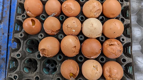 ভাঙা ডিমেই ভরসা, হালি ৪০!