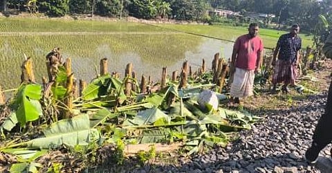 ঈশ্বরদীতে কেটে ফেলা কলা গাছ