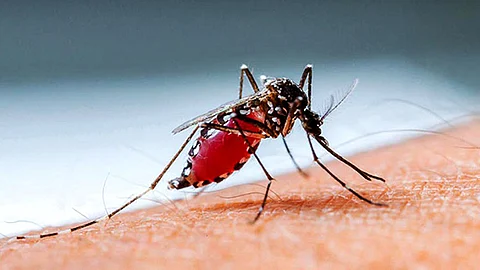 ডেঙ্গুর জীবানু বহনকারী মশা/ ফাইল ছবি