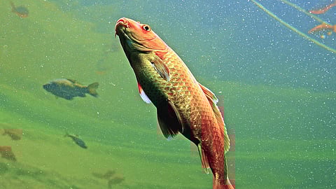 বিলুপ্তির মুখে বিশ্বের স্বাদুপানির প্রজাতির এক-তৃতীয়াংশ