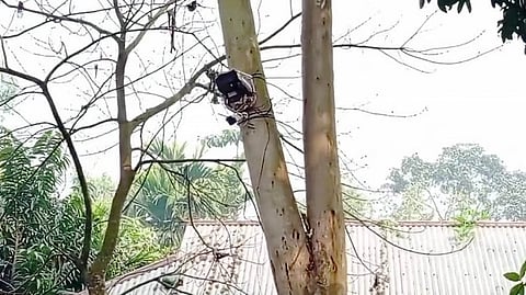 পতাকা বৈঠকের পর সিসিটিভি ক্যামেরা সরাল বিএসএফ