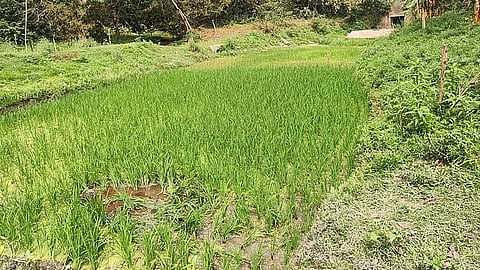 দুই দশকে কুষ্টিয়ায় আট খুন, দায় স্বীকার নিয়ে ধোঁয়াশা
