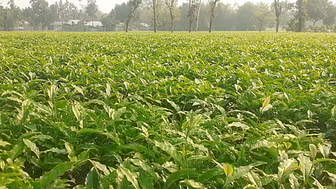 উত্তরের চা শিল্পে নতুন মৌসুমে আশার আলো দেখছেন চাষিরা