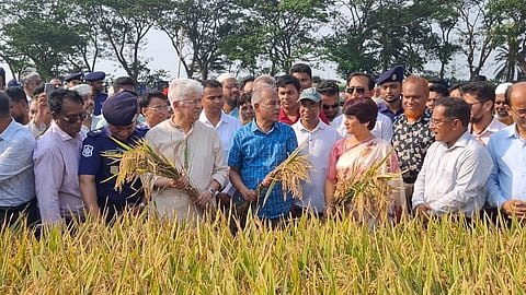 ধান কাটায় অংশ নিলেন দুই উপদেষ্টা