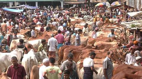 কুরবানি ঈদে আফতাবনগরে বসবে না গরুর হাট: হাইকোর্ট