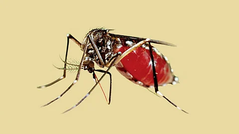 ডেঙ্গুতে প্রাণ গেল আরও ৪ জনের, হাসপাতালে ৩১৯