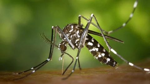 ডেঙ্গুতে প্রাণ গেল আরও ৩ জনের, হাসপাতালে ভর্তি ৪৪৪