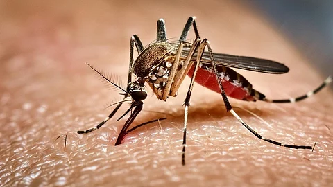 ডেঙ্গুতে আরও ৫ জনের মৃত্যু