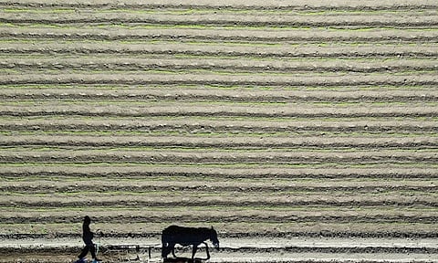 মধ্যপ্রাচ্য যুদ্ধের প্রভাবে সার সরবরাহে সংকটের আশঙ্কা, খাদ্য নিরাপত্তায় দ্বৈত ঝুঁকি: ডব্লিউটিও