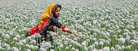 জমিতে ফসলের যত্নে বাঙালি নারী