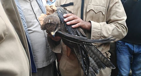 ഓരോ ജീവനും വിലപ്പെട്ടത്: ഡല്ഹി അഗ്നിശമന സേന രക്ഷിച്ചത് 4000 പക്ഷികളെ