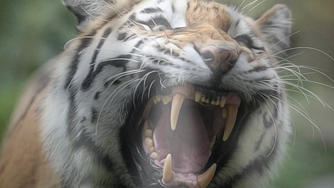 കടുവയോടുള്ള സ്നേഹം മനുഷ്യനോടും വേണം