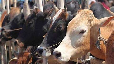 പശുവിനെ കെട്ടിപ്പിടിക്കേണ്ടതില്ല: കൗ ഹഗ് ഡേ ഉത്തരവ് പിന്വലിച്ചു