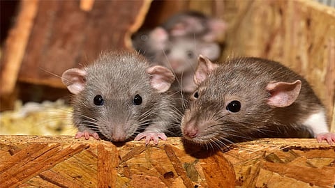 '22 കിലോ കഞ്ചാവും എലി തിന്നു സാർ...'; പ്രതികളെ വെറുതെ വിട്ട് കോടതി