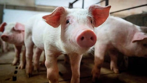 തൃശൂരിൽ ആഫ്രിക്കന് പന്നിപ്പനി; 450 ഓളം പന്നികളെ കൊന്നൊടുക്കും