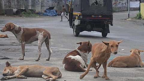 കണ്ണൂരിൽ തെരുവുനായ ആക്രമണം; 20 ഓളം പേർക്ക് കടിയേറ്റു