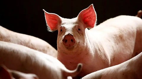 african swine fever confirmed in kottayam