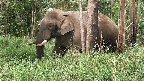 സിങ്കുകണ്ടത്ത്  കാട്ടാനയുടെ ആക്രമണത്തിൽ 2 പേർക്ക് പരിക്ക്; അരിക്കൊമ്പനെ പിടിക്കാത്തതിനെതിരെ രാപ്പകല് സമരം