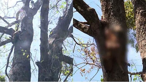 അതിരപ്പിള്ളിയിൽ പുലി പശുവിനെ കൊന്നു; ജഡം കണ്ടെത്തിയത് കശുമാവിന്റെ മുകളിൽ