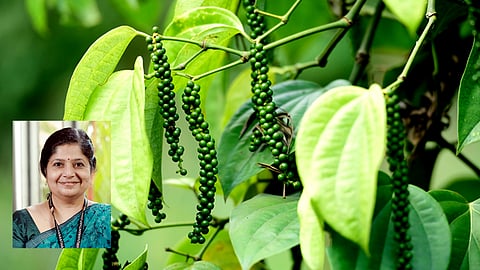 കുരുമുളക് ചെടികളില് ഡിഫന്സ് പ്രൈമിങ്; പുതിയ കണ്ടെത്തലുമായി ആര്ജിസിബി ശാസ്ത്രജ്ഞര്