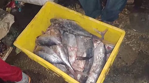 ചമ്പക്കര മാർക്കറ്റിൽ പരിശോധന; 150 കിലോ പഴകിയ മത്സ്യം പിടികൂടി