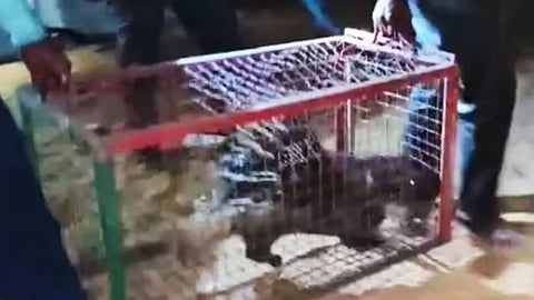 'പഠിക്കാൻ' ക്ലാസ്മുറിയിലേക്ക് ഓടിക്കയറി മുള്ളൻപന്നി; ഒടുവിൽ ടോയിലറ്റിൽ പൂട്ടിയിട്ട് ഹെഡ്മിസ്ട്രസ്