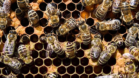 പാലക്കാട് തൊഴിലുറപ്പ് തൊഴിലാളികൾക്ക് തേനീച്ചയുടെ കുത്തേറ്റു; ചികിത്സയിൽ