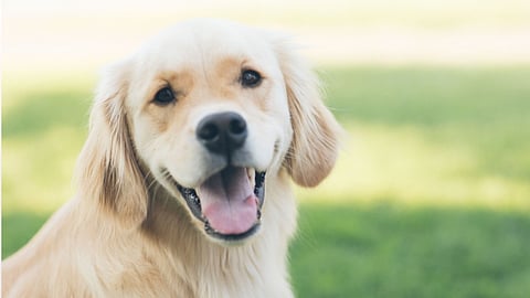 കുര സഹിക്കാന് വയ്യ; ജീവനോടെ കുഴിച്ചുമൂടി; മണ്ണിനടിയിൽ നായ കഴിഞ്ഞത് ഒന്നര മണിക്കൂർ...!!!