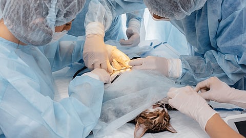 വെറ്ററിനറി സർജൻ കരാർ നിയമനം