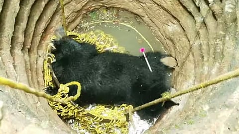 വെള്ളനാട് കിണറ്റിൽ വീണ് കരടി ചത്ത സംഭവം; ഹൈക്കോടതിയിൽ പൊതുതാൽപര്യ ഹർജി