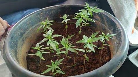 ഹോട്ടലിലെ ചെടിച്ചട്ടിയിൽ കഞ്ചാവ് വളർത്തി; തൃശൂരിൽ 2 പേർ അറസ്റ്റിൽ