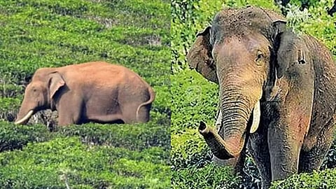 ദൗത്യം രണ്ടാം ദിനം: അരിക്കൊമ്പൻ ട്രാക്കിങ് ടീമിന്റെ നിരീക്ഷണത്തിൽ