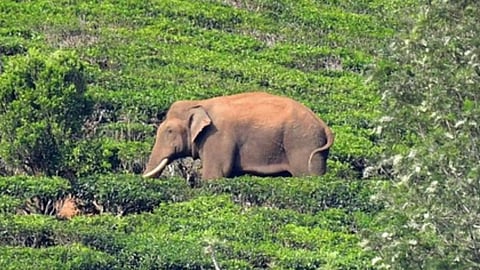 അരിക്കൊമ്പൻ എങ്ങോട്ട്..?? വീണ്ടും പ്രതിഷേധവുമായി പ്രദേശവാസികൾ; സർക്കാരിന്റെ തീരുമാനം നിർണായകം