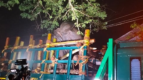 ഇനി പുതിയ കാട് : അരിക്കൊമ്പനെ പെരിയാർ വന്യജീവി സങ്കേതത്തിൽ തുറന്നുവിട്ടു