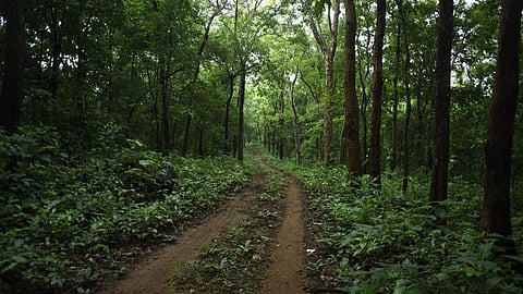 വനാതിർത്തി വിഷയങ്ങൾ പരിശോധിക്കാൻ ജില്ലാതല വന സൗഹൃദസദസ് 23 ന് ചിറ്റാറില്