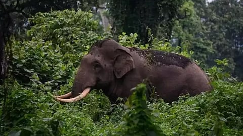 ഓപ്പറേഷൻ അരിക്കൊമ്പൻ: മോക് ഡ്രിൽ ഉടൻ: ആനയെ പെരിയാർ കടുവ സങ്കേതത്തിലേക്ക് മാറ്റിയേക്കും