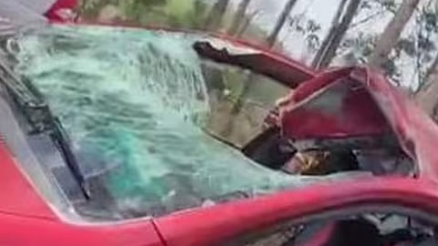 ഓടുന്ന കാറിന് മുകളിലേക്ക് പുള്ളിമാന് ചാടി അപകടം; യാത്രക്കാർക്ക് പരിക്ക്, മാൻ ചത്തു