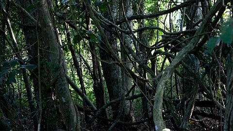 കാവ് സംരക്ഷണം: ശിൽപ്പശാല തൃശൂരിൽ