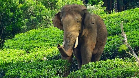 അരിക്കൊമ്പനു തത്കാലം മയക്കുവെടി ഇല്ല