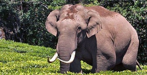 'അരിക്കൊമ്പനെന്നല്ല' ഒരാനയും അരി തിന്നില്ല (Video)