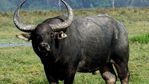 Representative Image