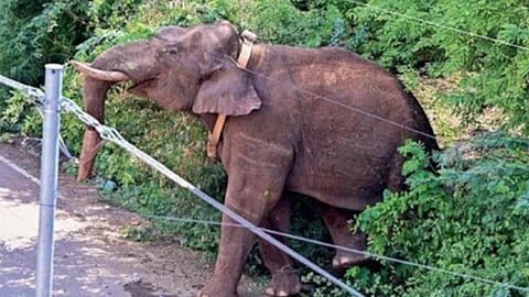 അരിക്കൊമ്പനെ പിടികൂടാൻ പ്രത്യേകം പരിശീലനം ലഭിച്ച ആന പിടിത്ത സംഘം ഇന്ന് കമ്പത്തെത്തും
