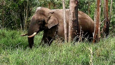 ഫയൽ ചിത്രം