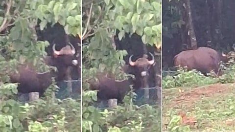 കാട്ടുപോത്തിന്റെ വിഹാരം അങ്കമാലി നാട്ടുകാർക്കിടയിൽ ഭീതിപരത്തുന്നു